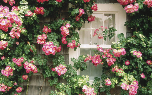 459482 (a): :1680x1050